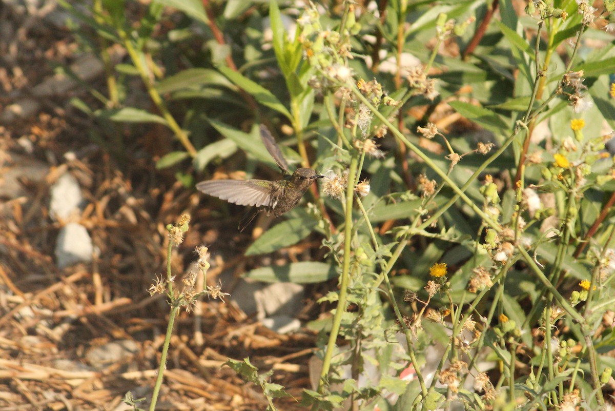 Berylline Hummingbird - ML221556581