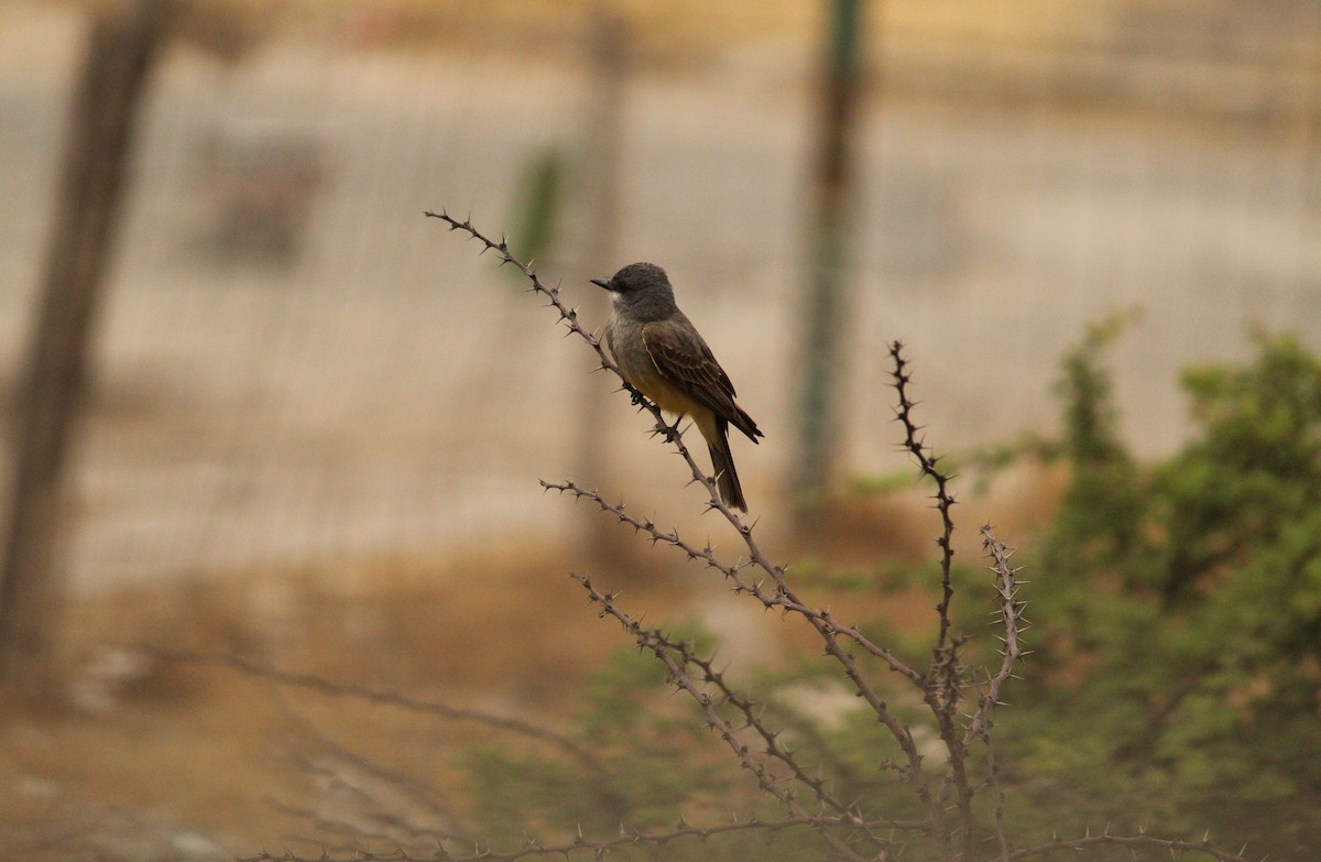 Cassin's Kingbird - ML221556781