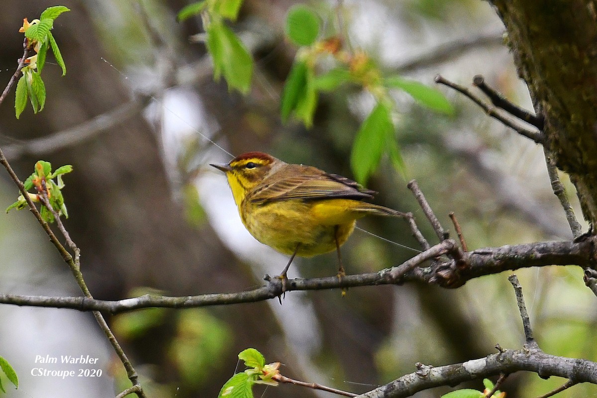 Palm Warbler - ML221556941