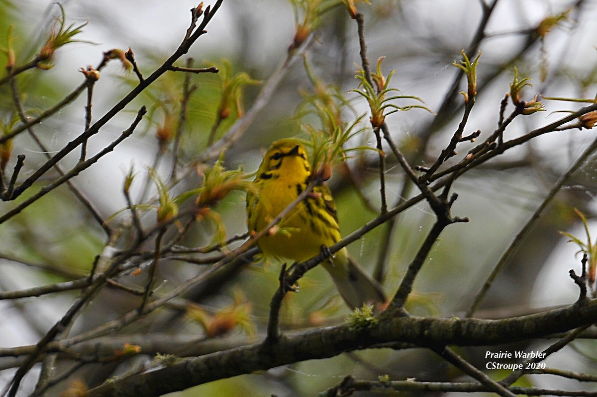 Prairie Warbler - ML221556991