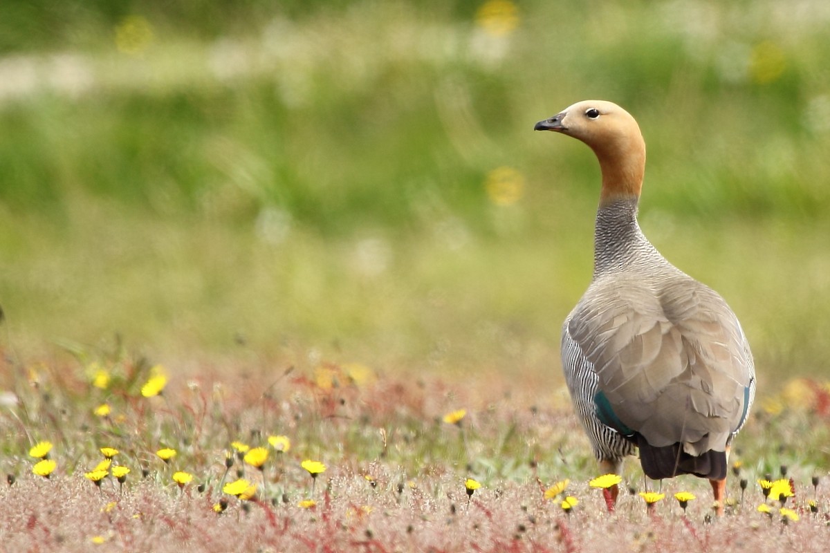 Ruddy-headed Goose - Pablo Andrés Cáceres Contreras