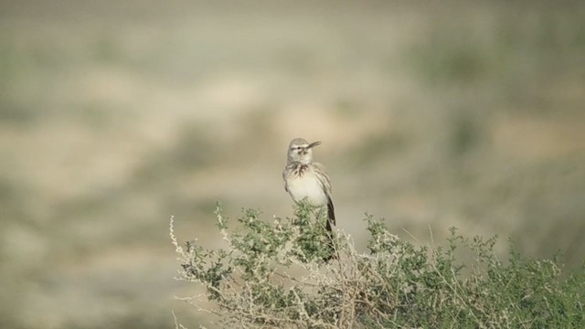 Greater Hoopoe-Lark - ML221558861