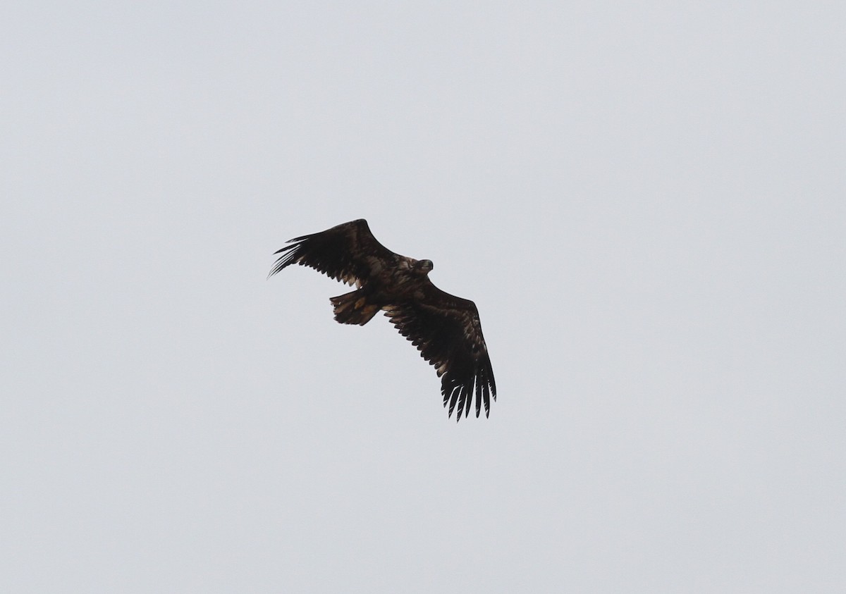 White-tailed Eagle - Stephan Lorenz