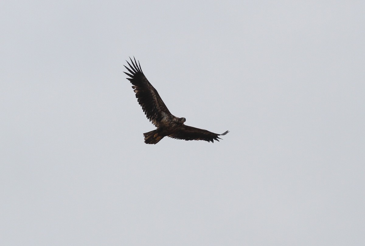 White-tailed Eagle - Stephan Lorenz