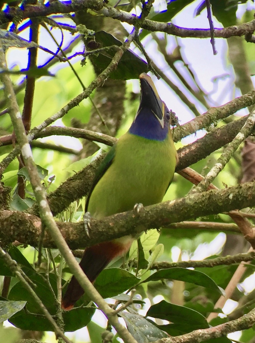 Toucanet émeraude - ML221560381