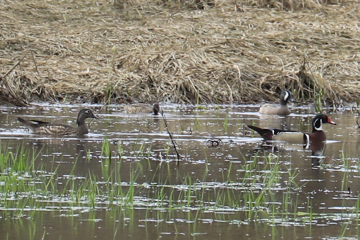 Wood Duck - ML221560711