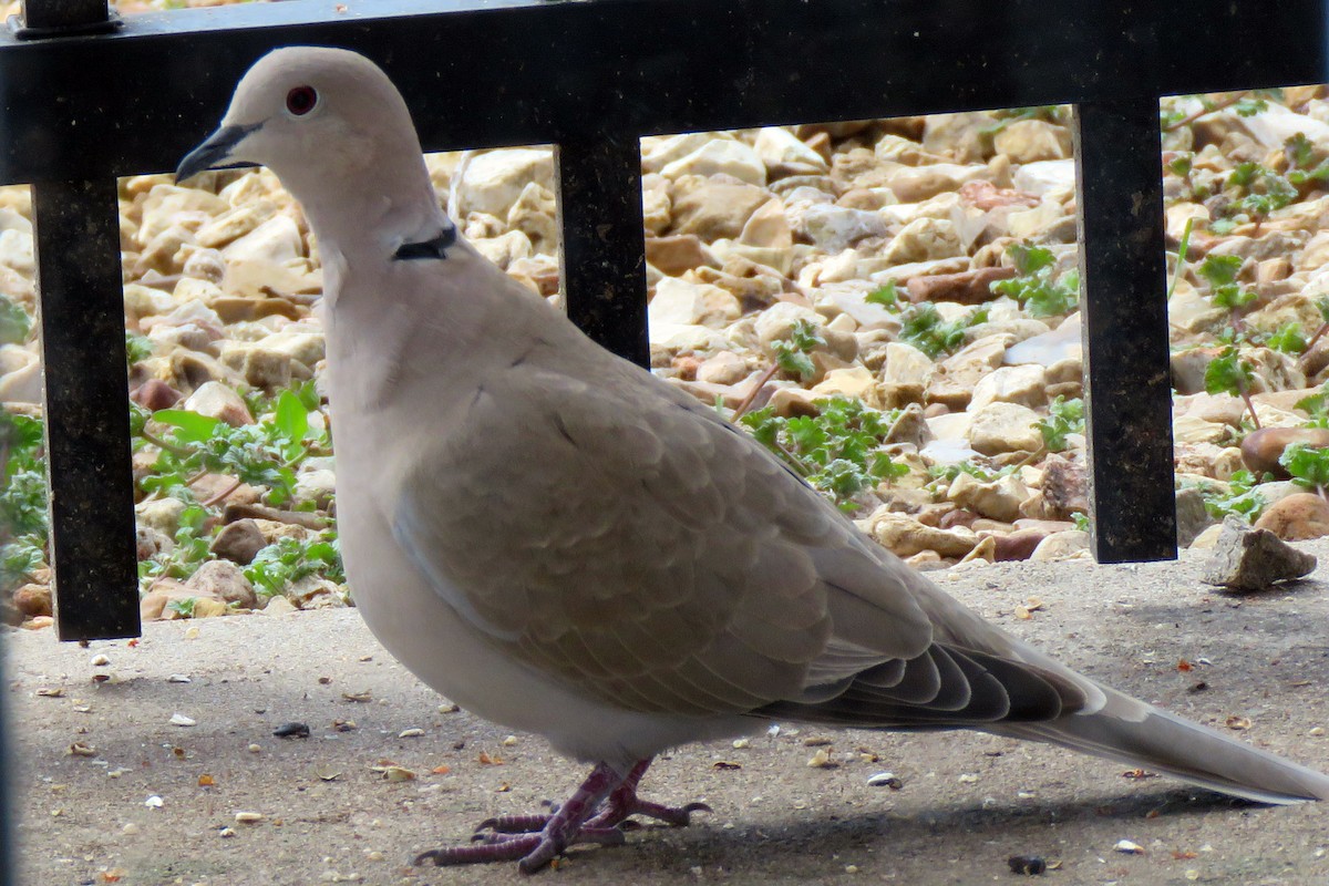 Eurasian Collared-Dove - ML221560781