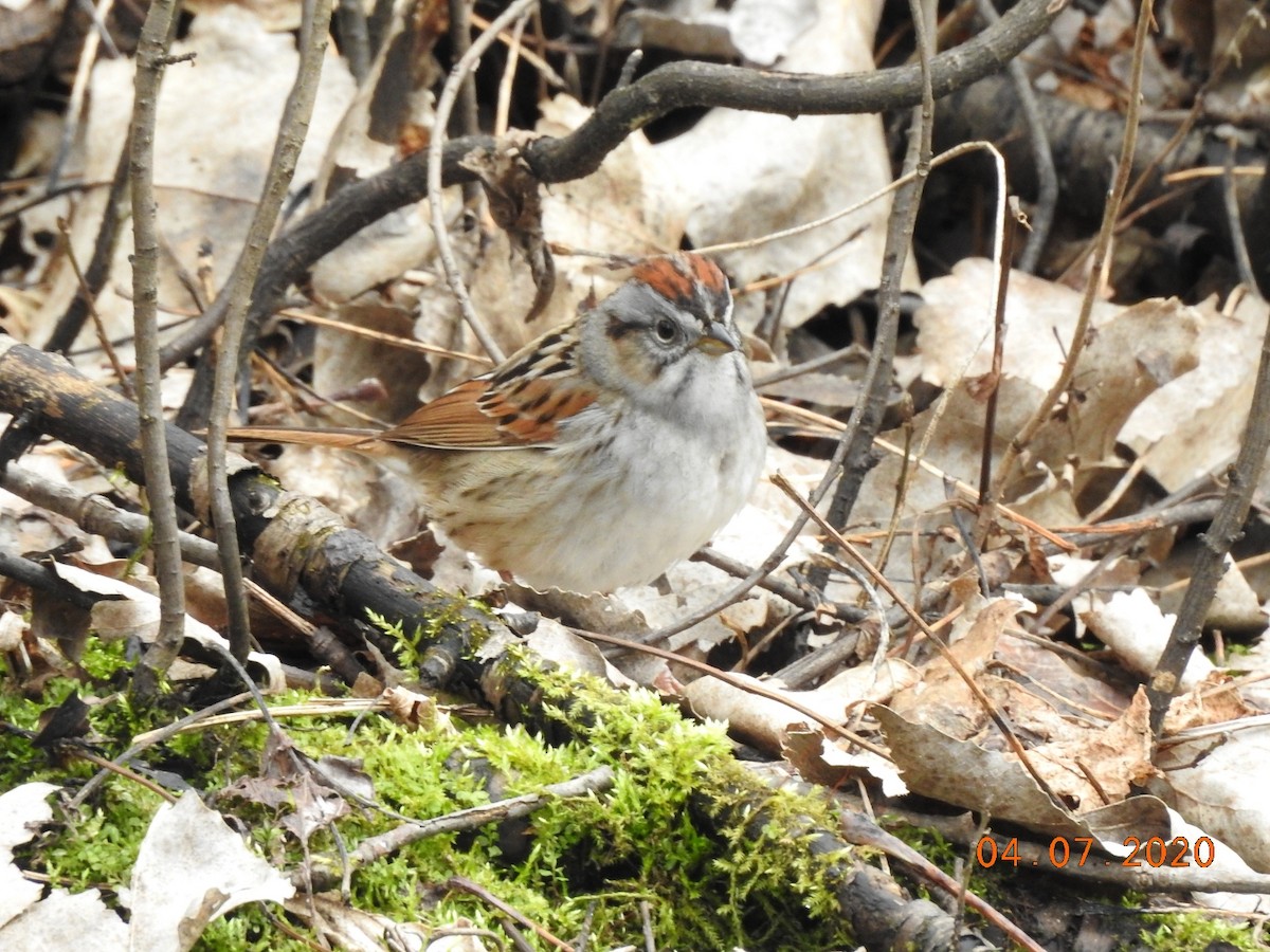 Swamp Sparrow - ML221561691