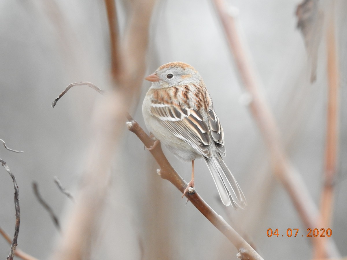 Field Sparrow - ML221562181