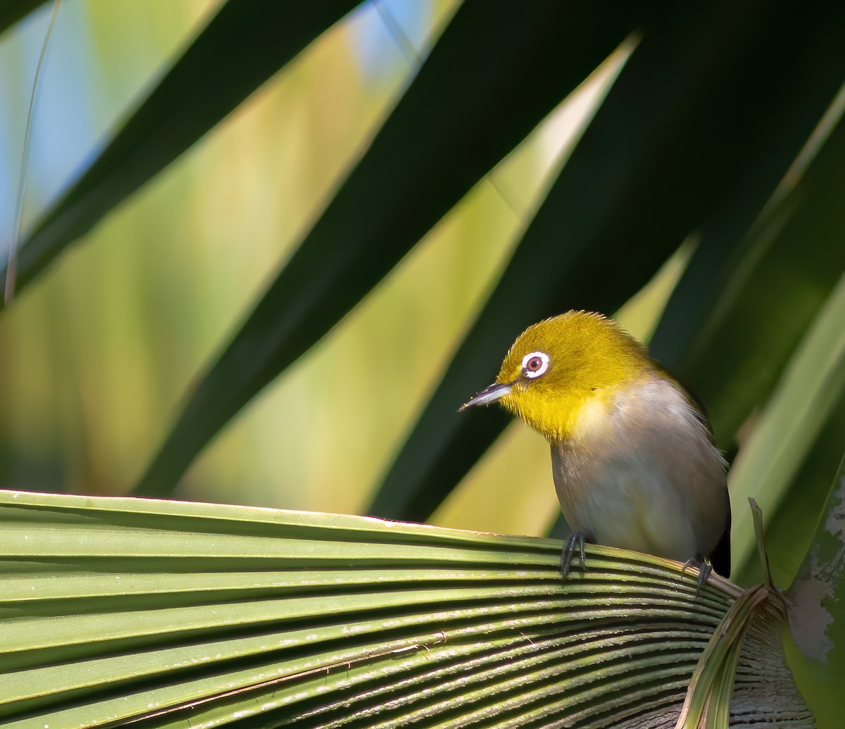 Warbling White-eye - David Brock