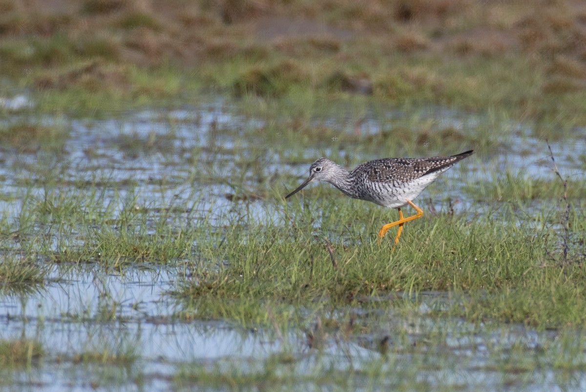 Greater Yellowlegs - Paul Jones