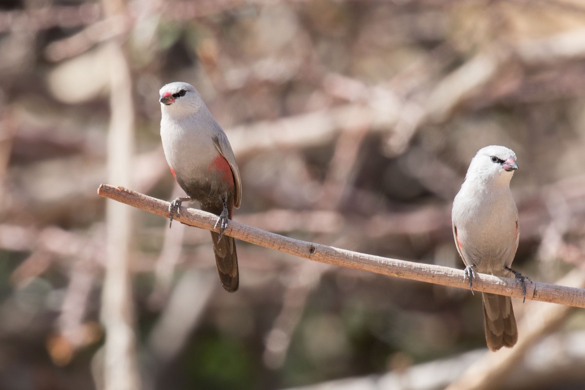 Cinderella Waxbill - Josh Engel