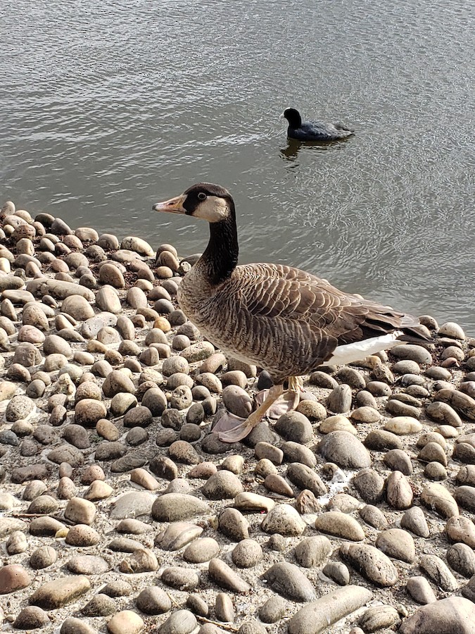Greylag x Canada Goose Hybrid, Grovelands Park