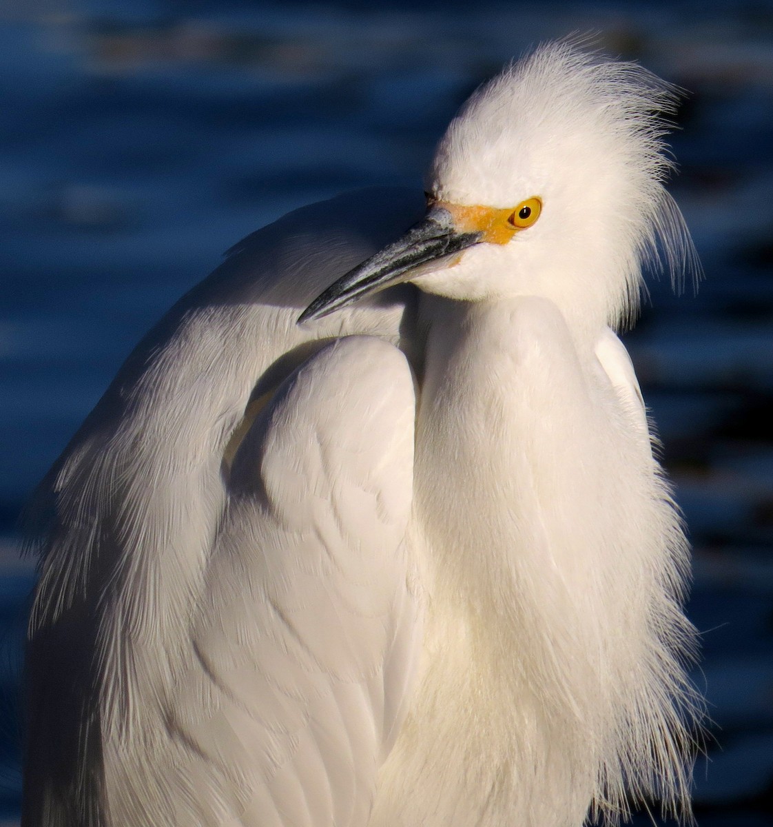 Snowy Egret - ML22156711