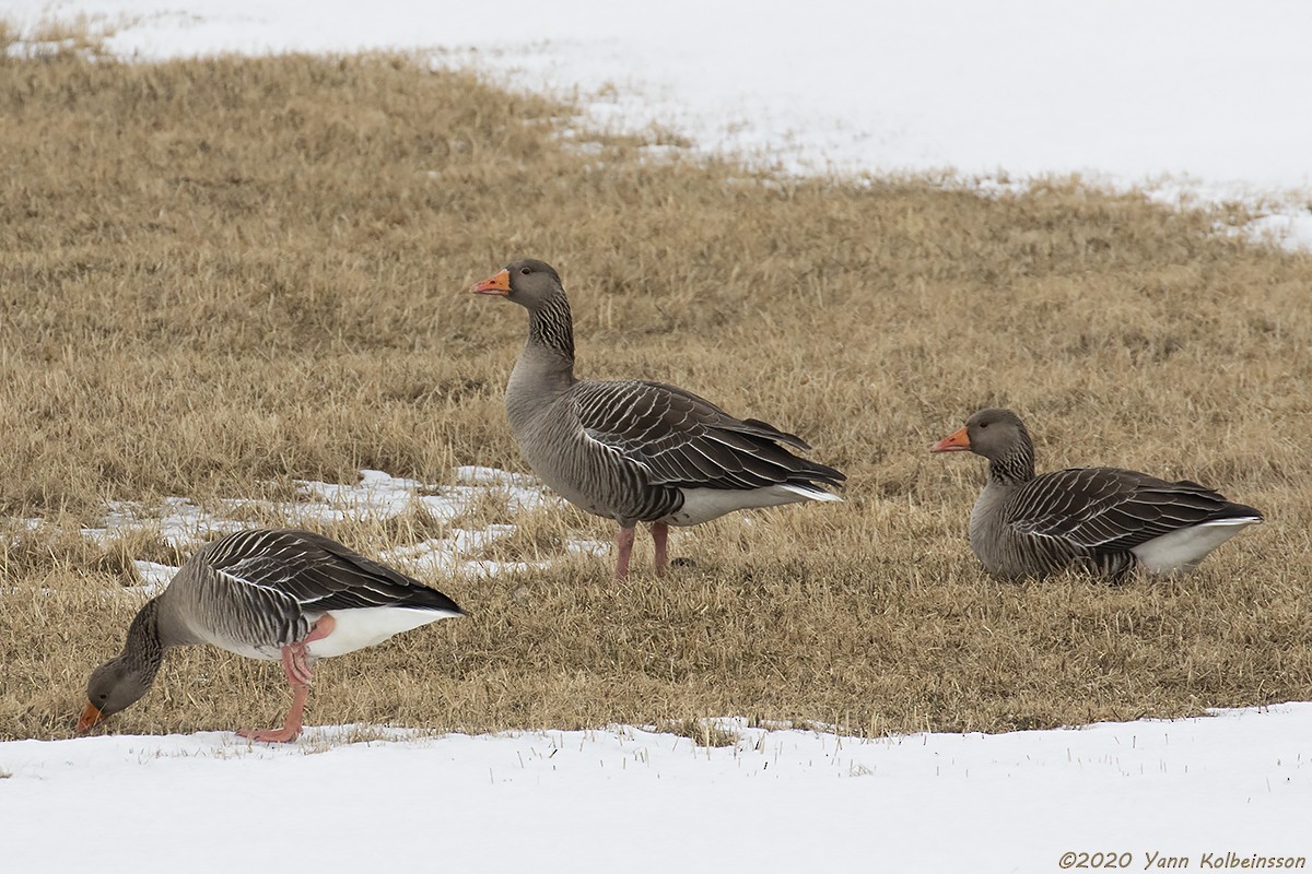 Graylag Goose (European) - ML221567691