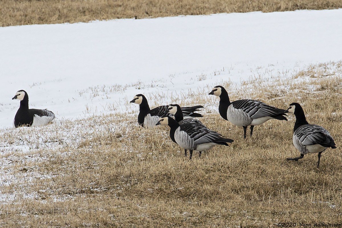 Barnacle Goose - ML221567701