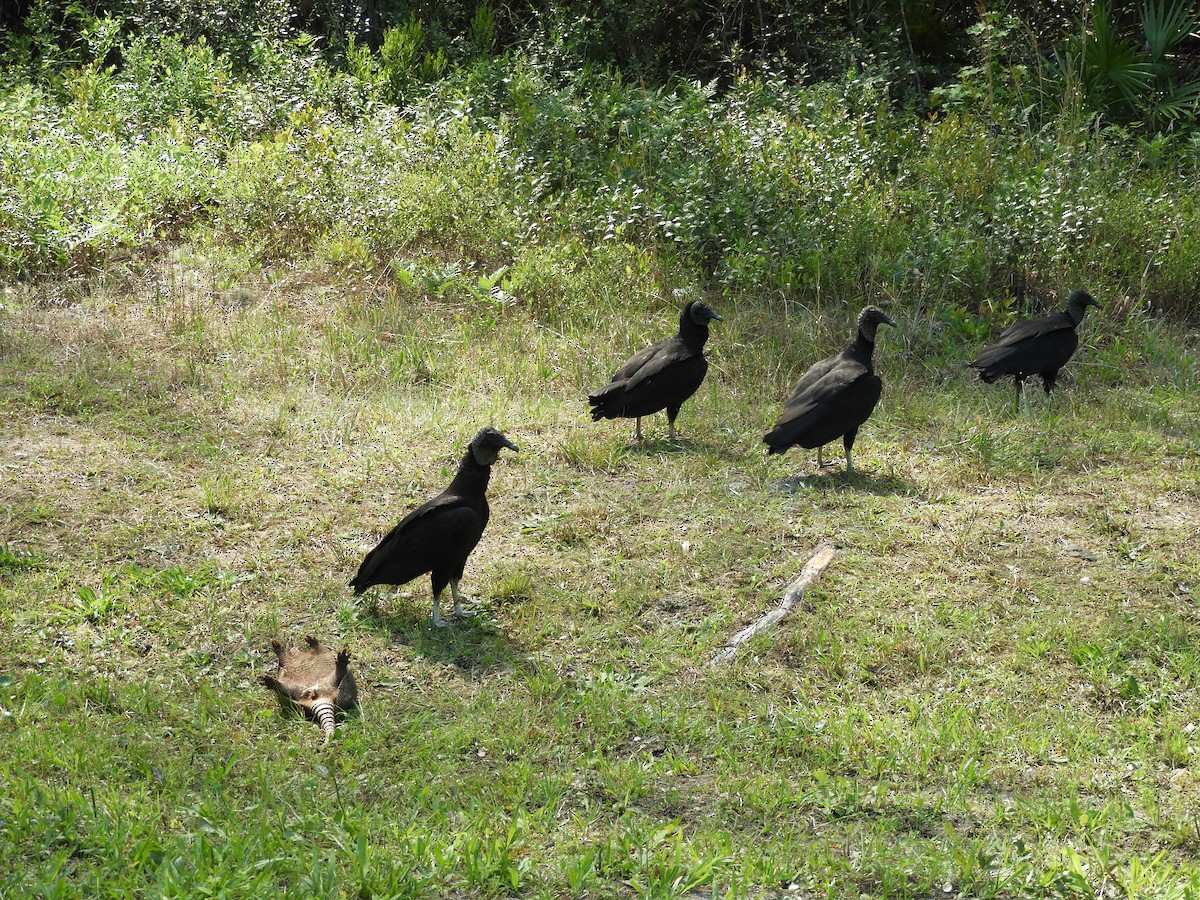 Black Vulture - ML221568071