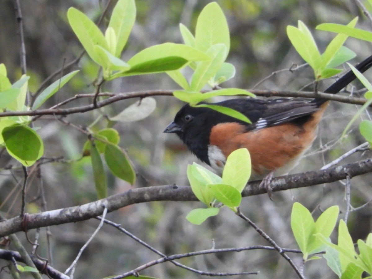 Eastern Towhee - Cheri & Rich Phillips