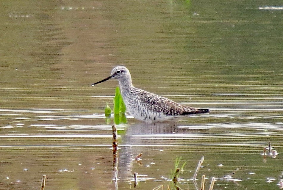 Greater Yellowlegs - Don Gorney