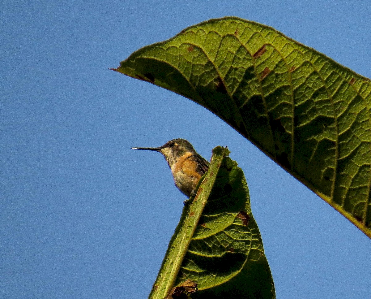 Colibri améthyste - ML221568761