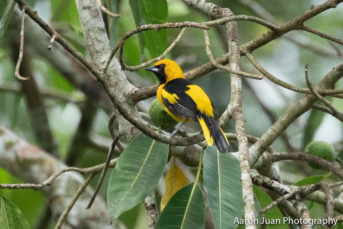 Yellow-tailed Oriole - ML221569481