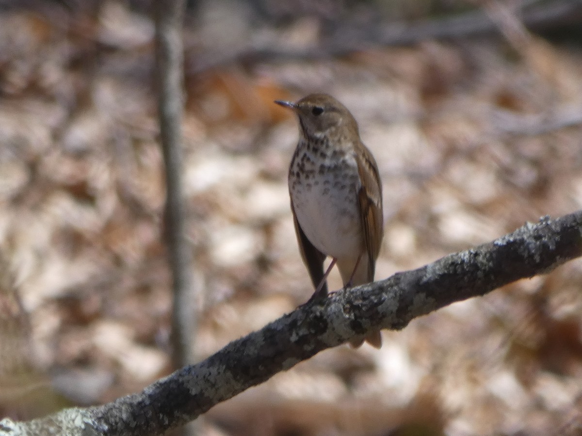 Hermit Thrush - ML221569511