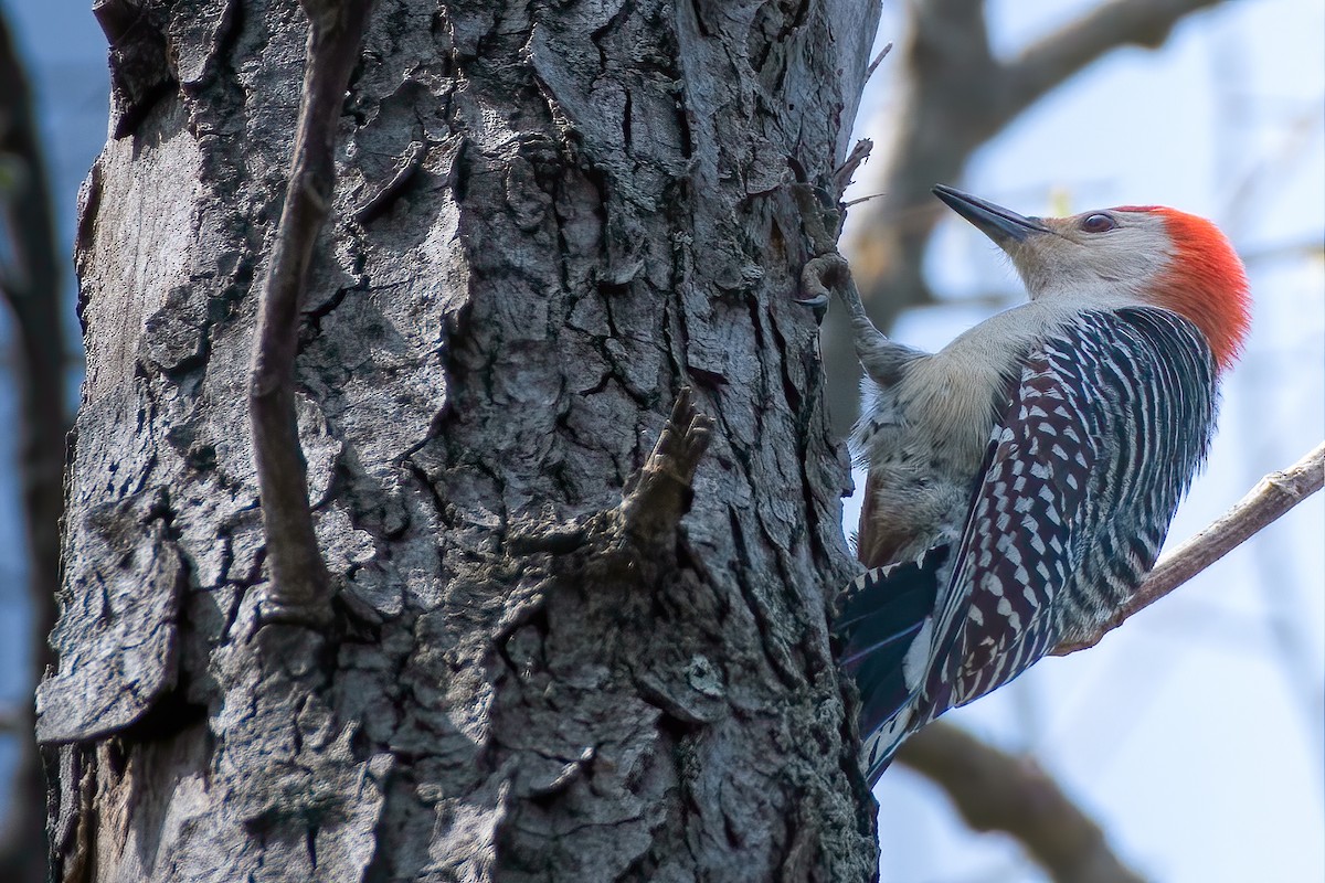 Red-bellied Woodpecker - ML221571301