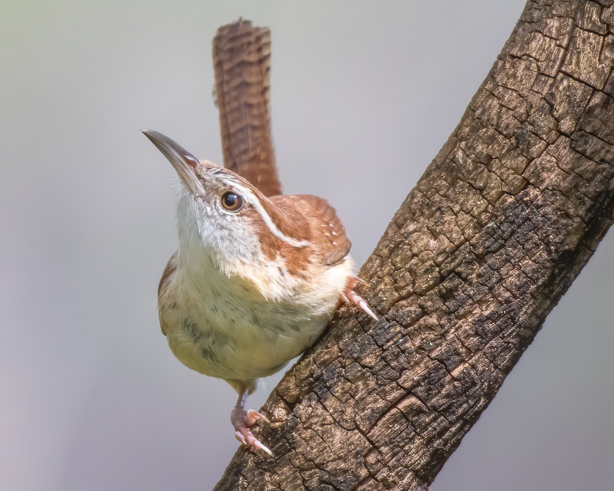 Carolina Wren - ML221571321