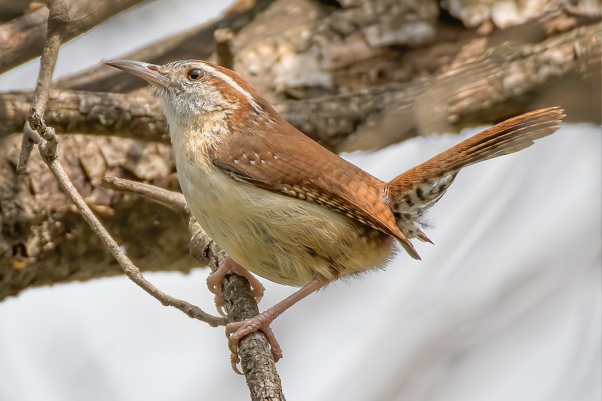 Carolina Wren - ML221571331