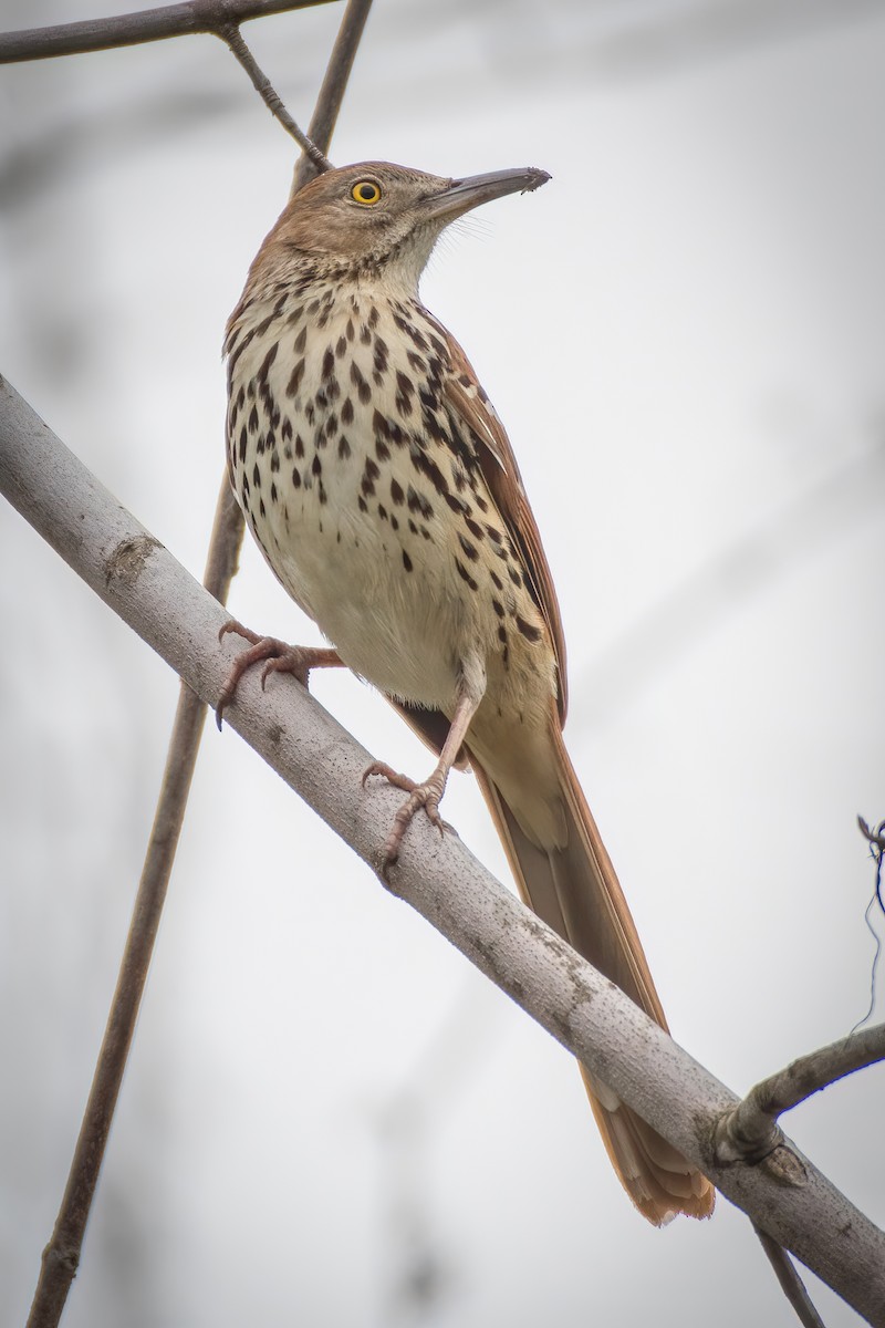 Brown Thrasher - ML221571361
