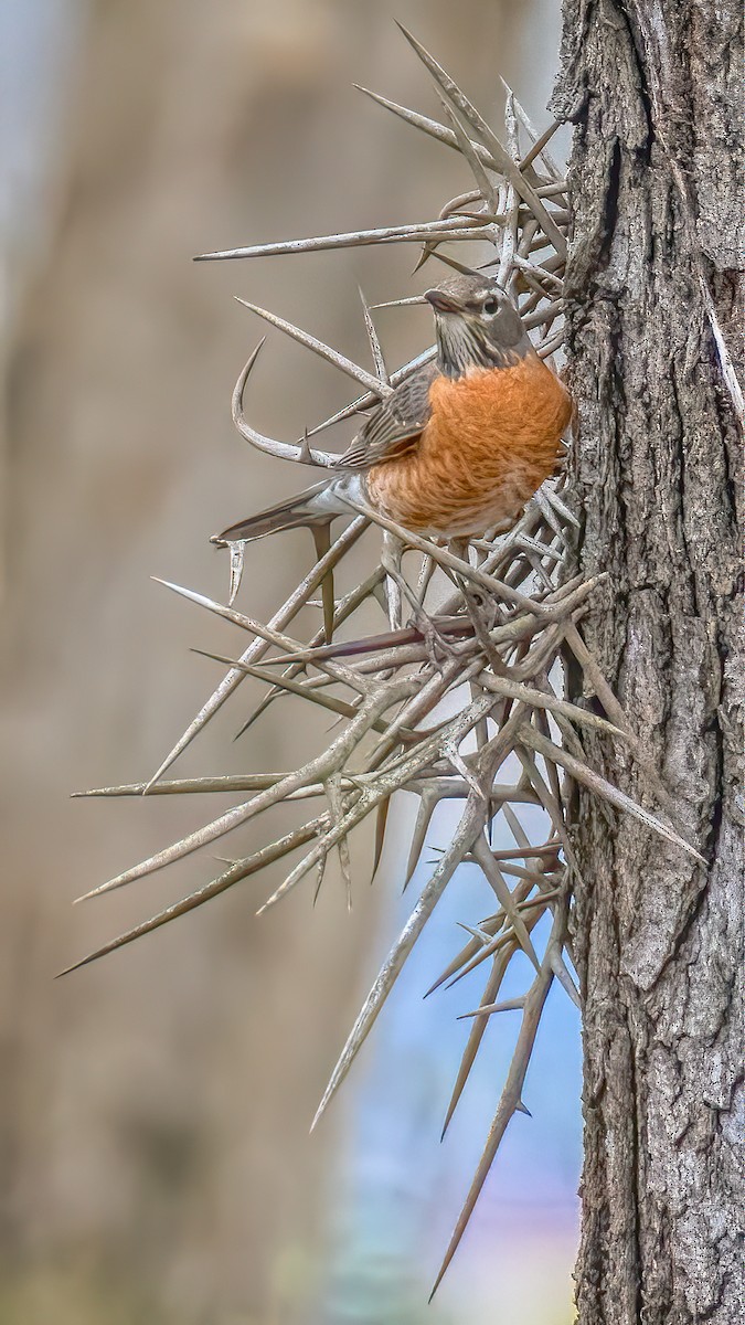 American Robin - ML221571461