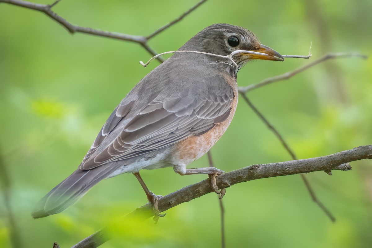 American Robin - ML221571471