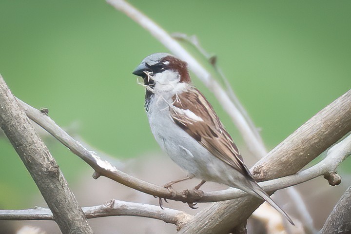 Оронгийн бор шувуу - ML221571631