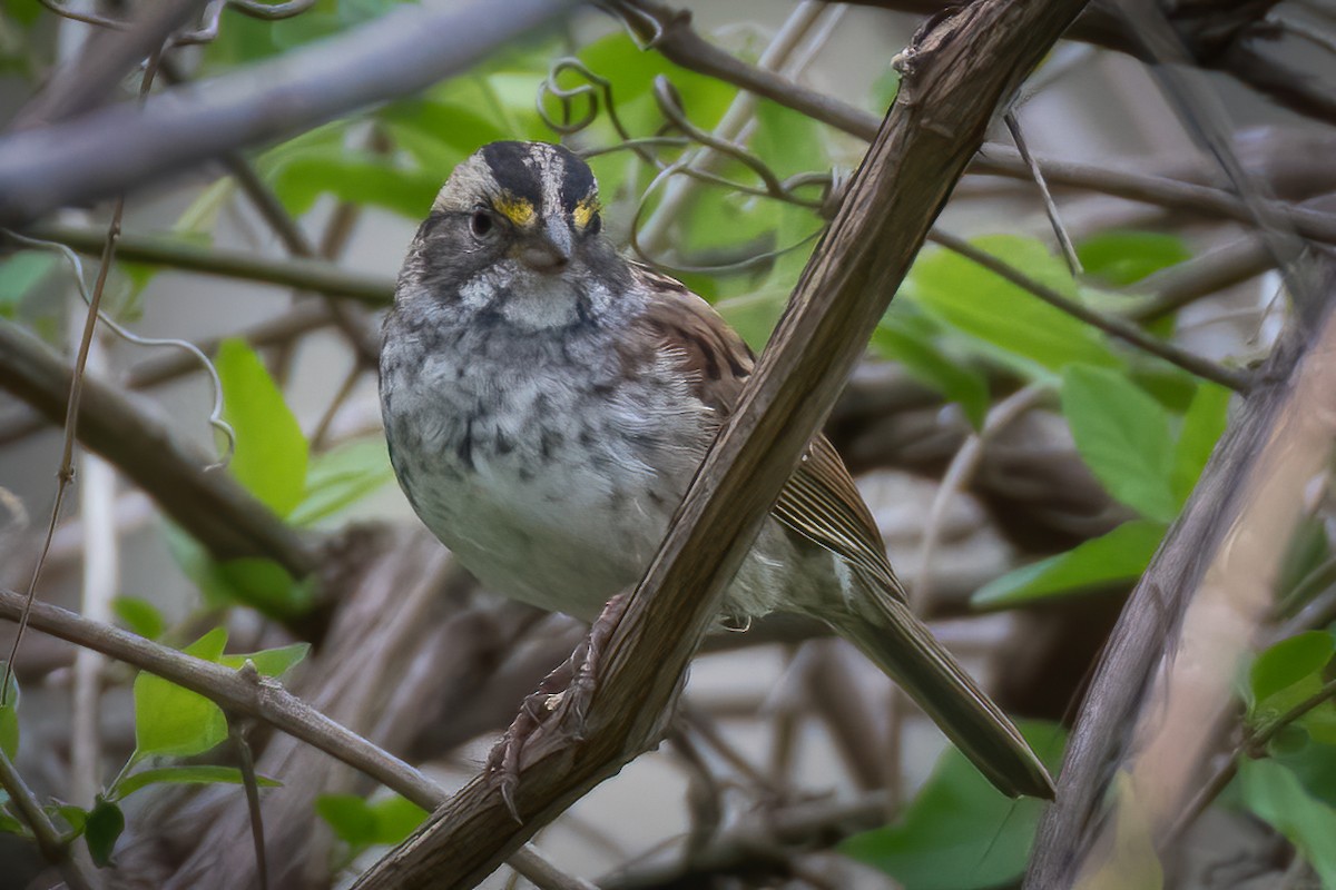 White-throated Sparrow - ML221571671