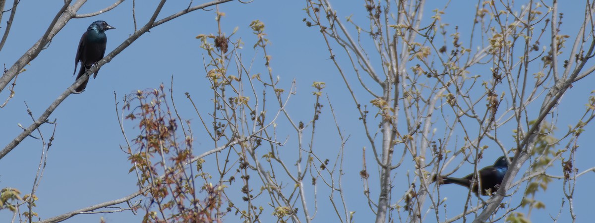 Common Grackle - ML221571731