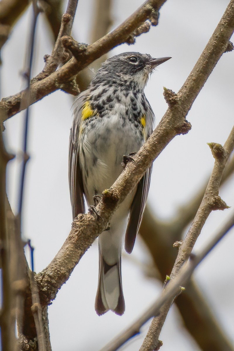 Yellow-rumped Warbler - ML221571751