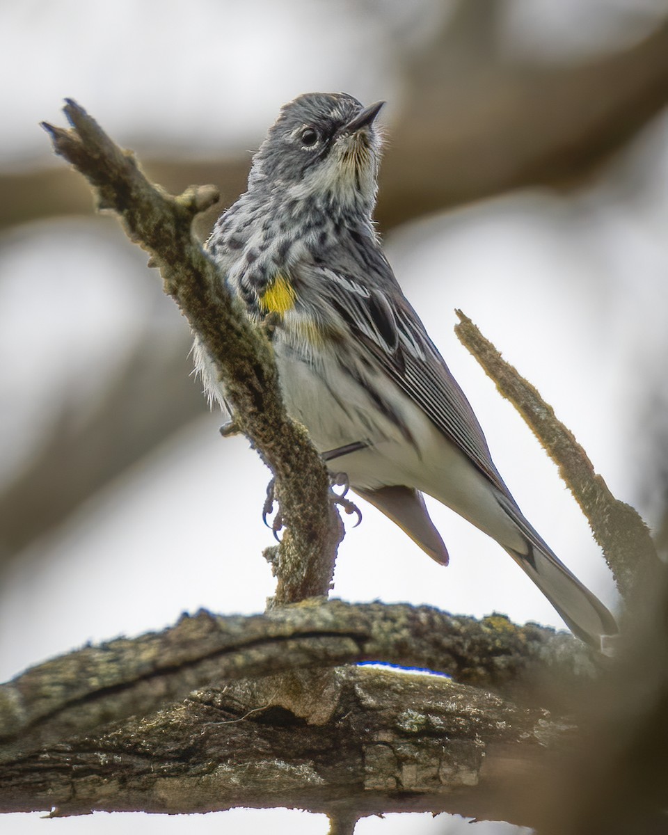 Yellow-rumped Warbler - ML221571761