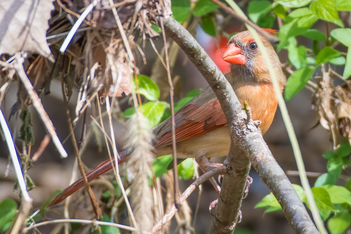 Northern Cardinal - ML221571801