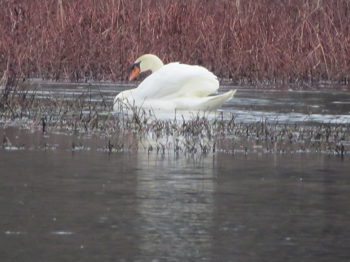 Cygne tuberculé - ML221572871