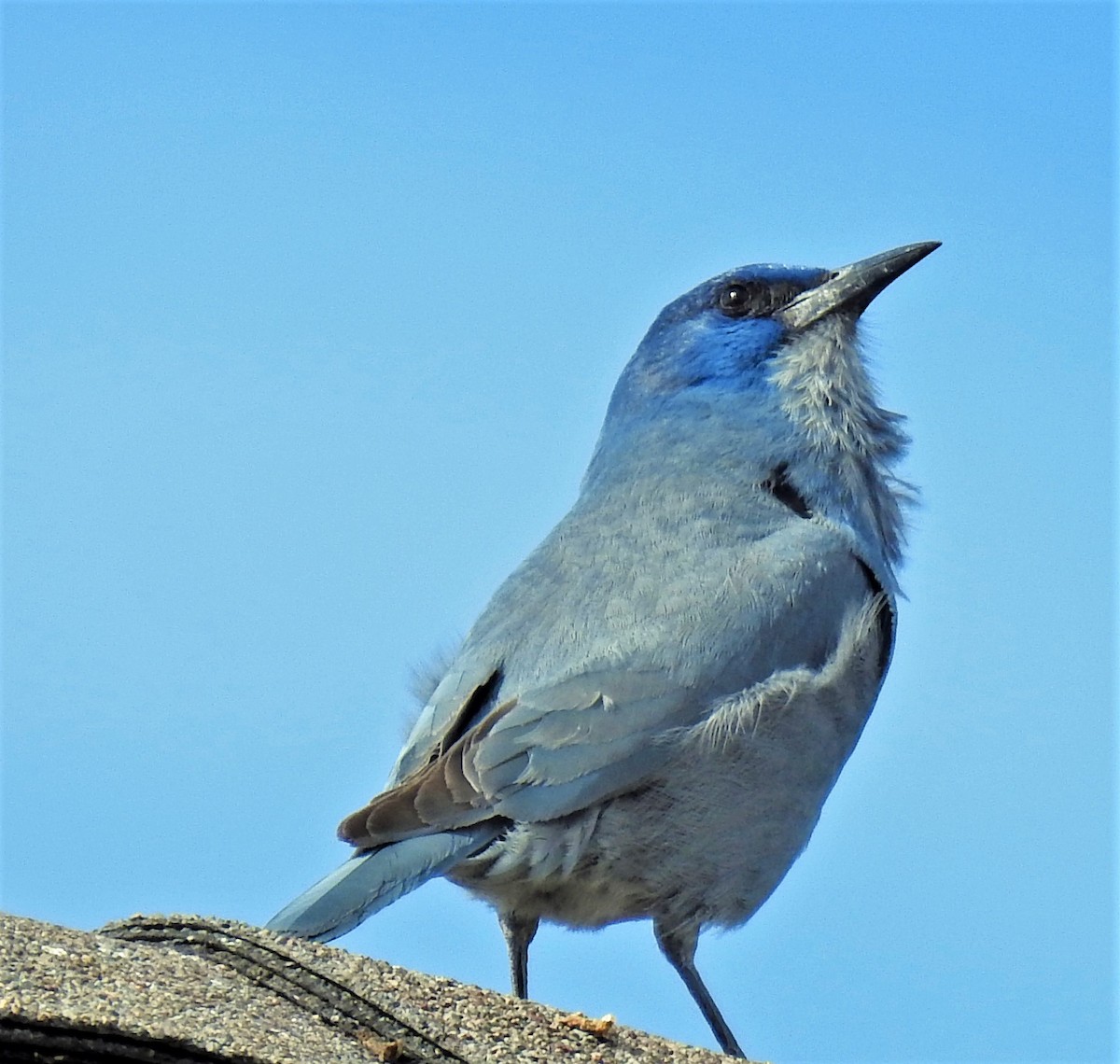 Pinyon Jay - ML221574291