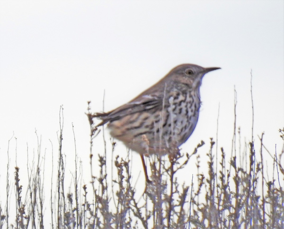 Sage Thrasher - ML221574421