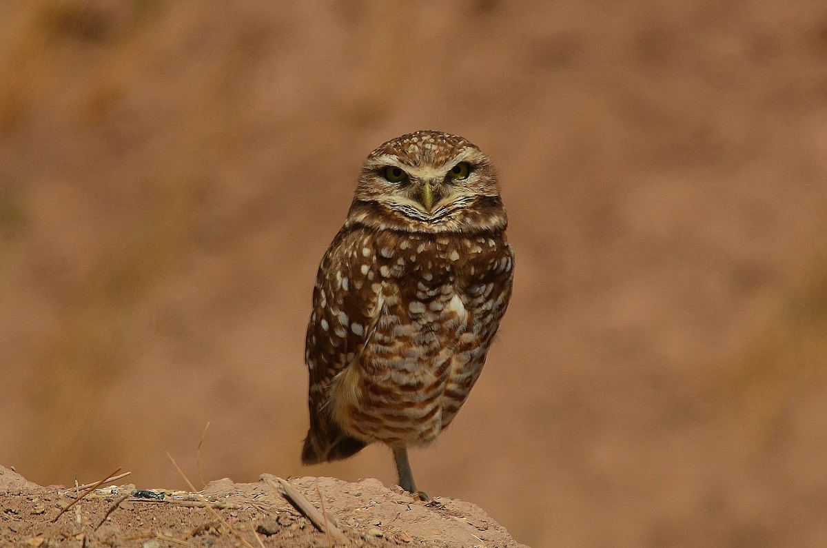 Burrowing Owl - Ron Furnish