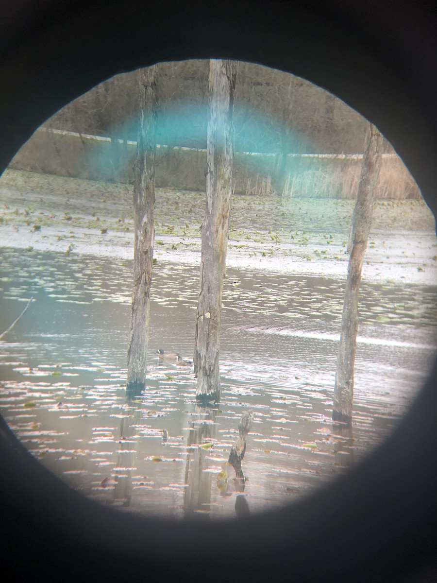 Blue-winged Teal - ML221575931