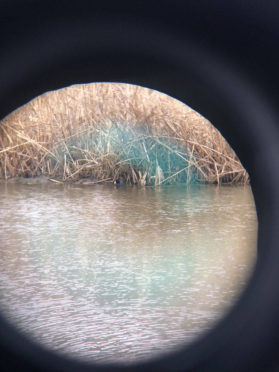 American Coot - ML221576051