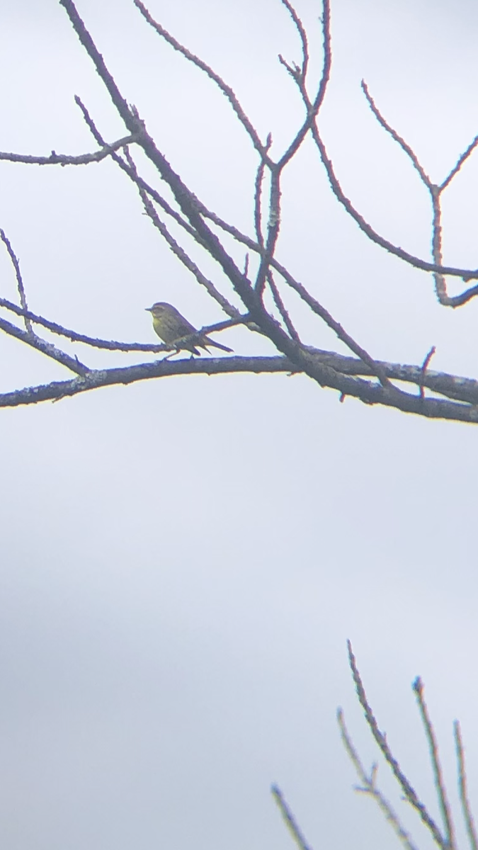 Palm Warbler - ML221576251