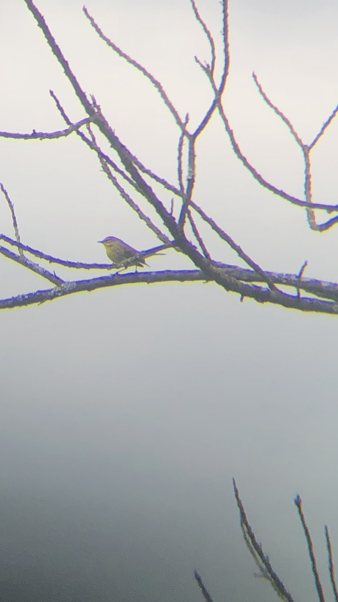 Palm Warbler - ML221576261