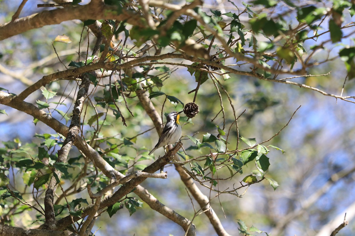 Yellow-throated Warbler - Ethan Muller