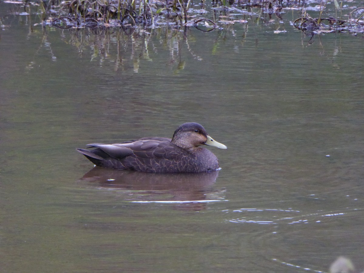 American Black Duck - ML221576651