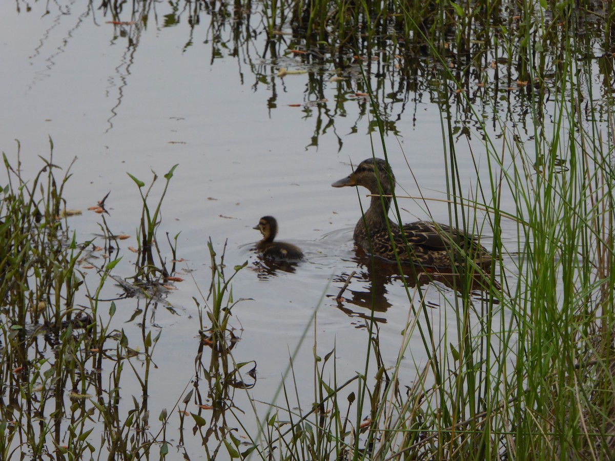 Mallard - ML221578001