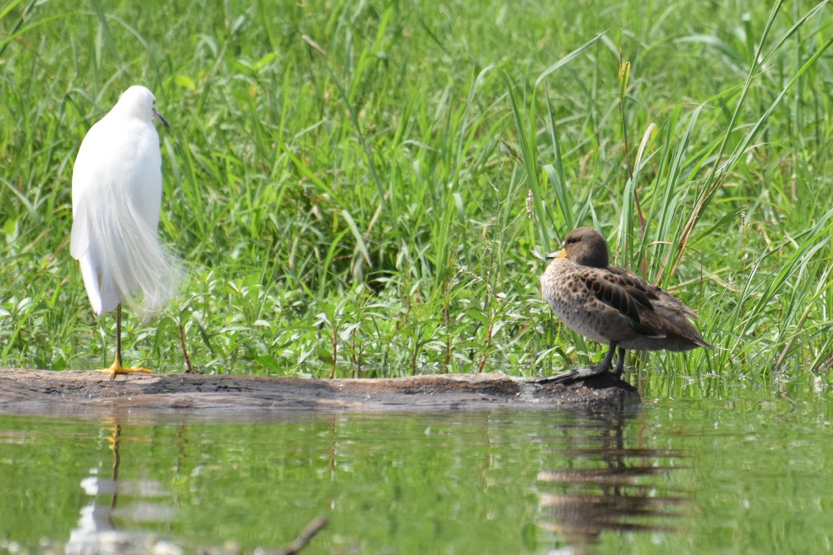 Yellow-billed Teal - ML221578651